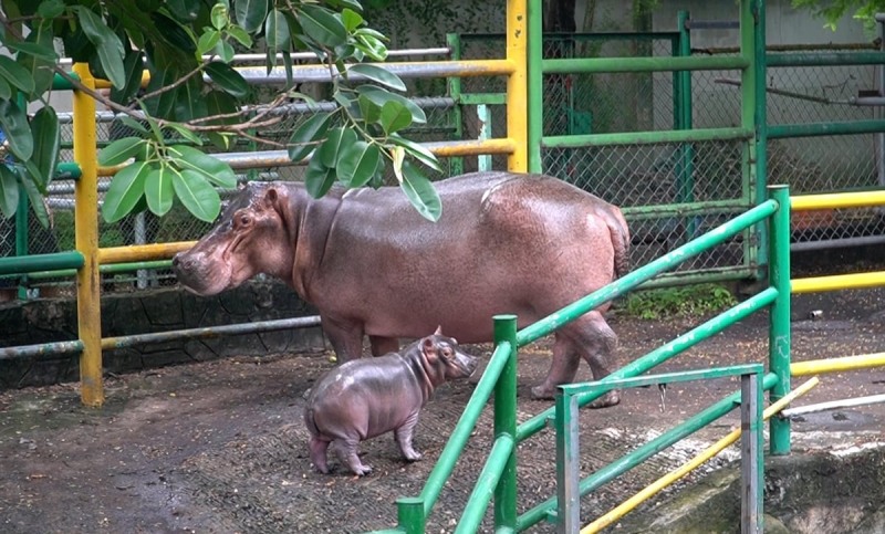 thú y động vật hoang dã