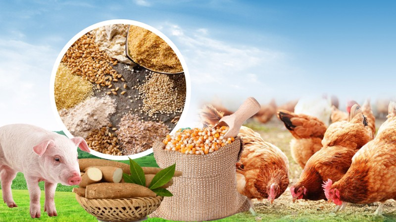sửa đổi thuế thức ăn chăn nuôi