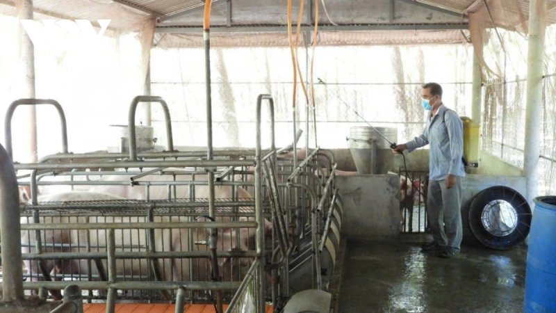 dịch tả heo