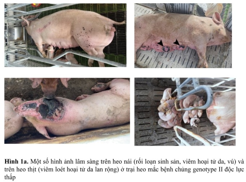Dịch tả heo châu Phi