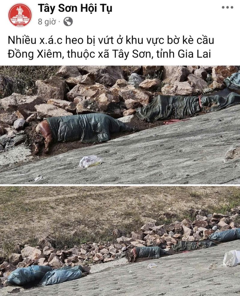 xác heo vứt bừa bãi