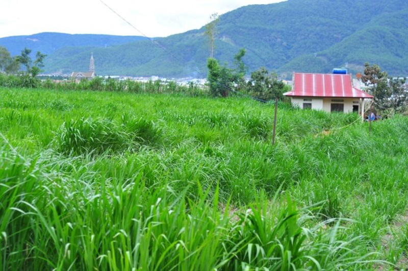 bò sữa lâm đồng