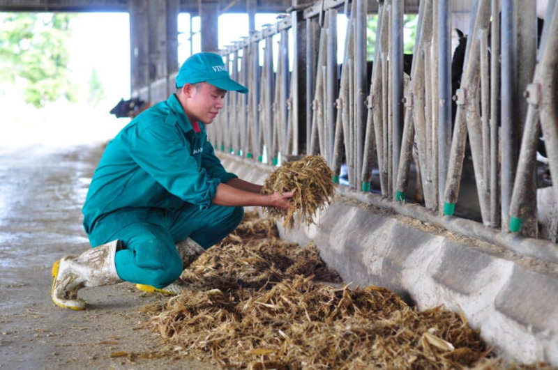 bò sữa lâm đồng