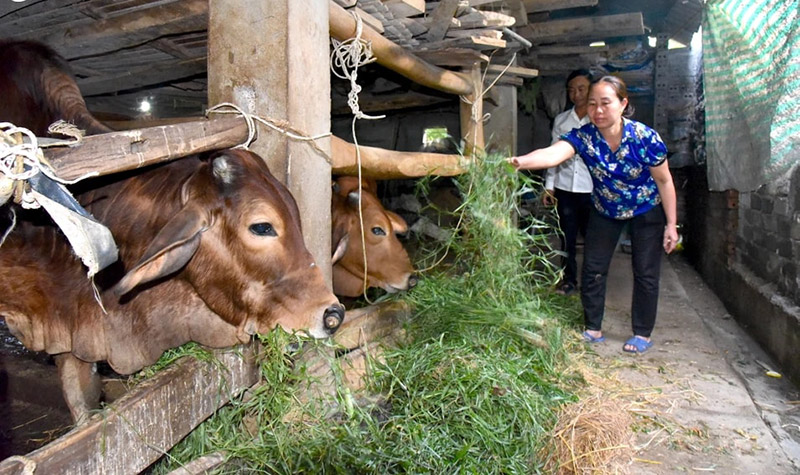 cấm chăn nuôi