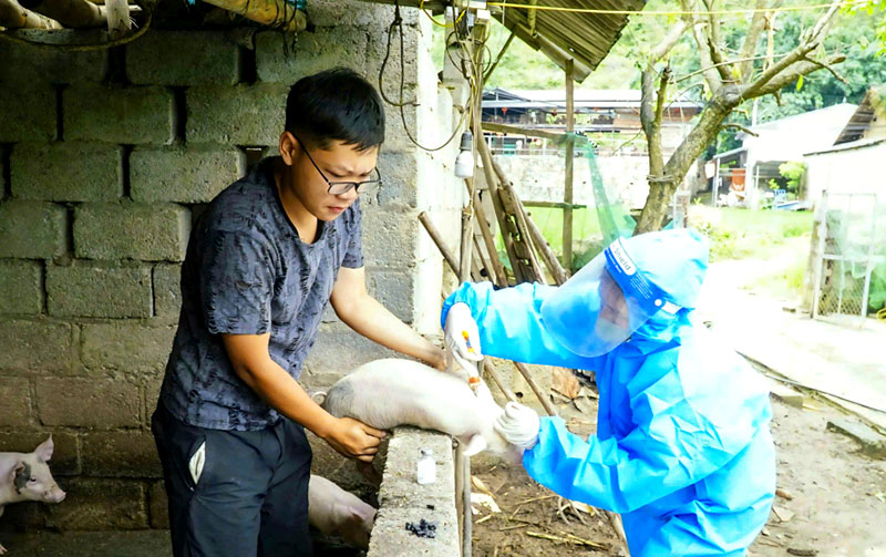 dịch tả lợn châu Phi