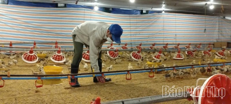 chăn nuôi áp dụng công nghệ