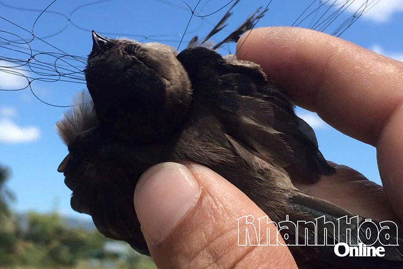 bảo vệ quần thể chim yến