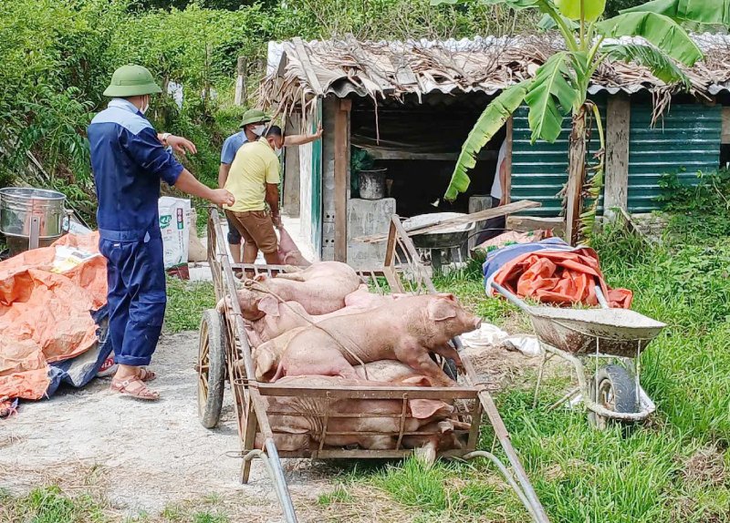 dịch tả lợn châu Phi