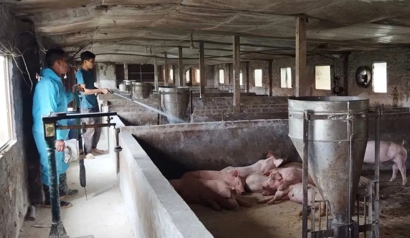 dịch tả lợn châu Phi