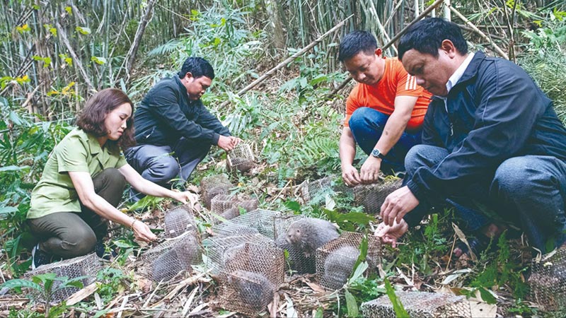 động vật hoang dã