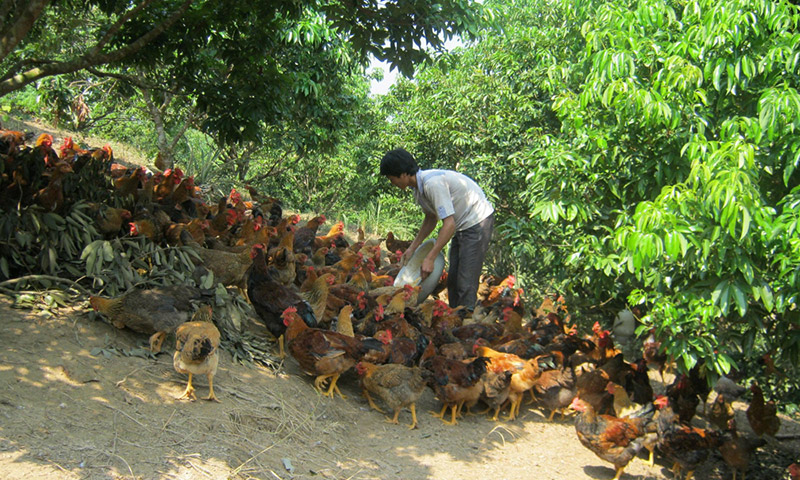 gà đồi Yên Thế
