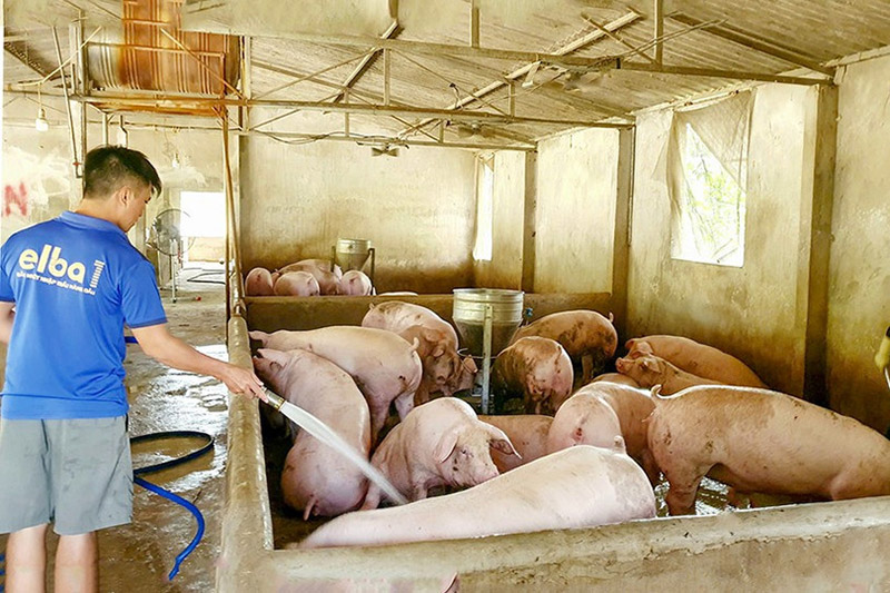 chăn nuôi an toàn sinh học