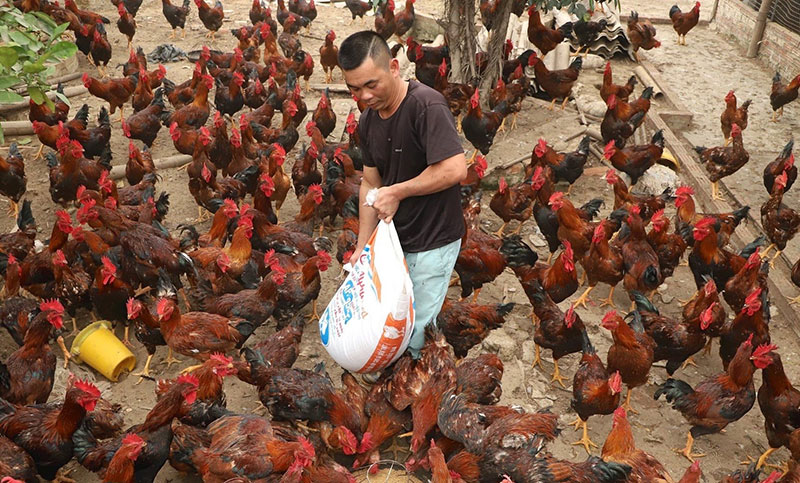 dịch cúm gia cầm