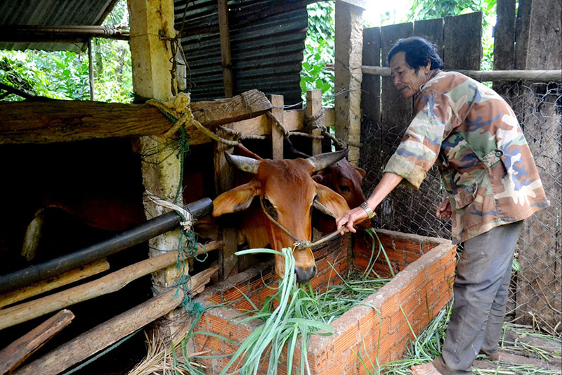 chăn nuôi nông hộ