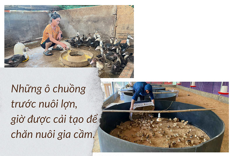 dịch tả lợn châu Phi