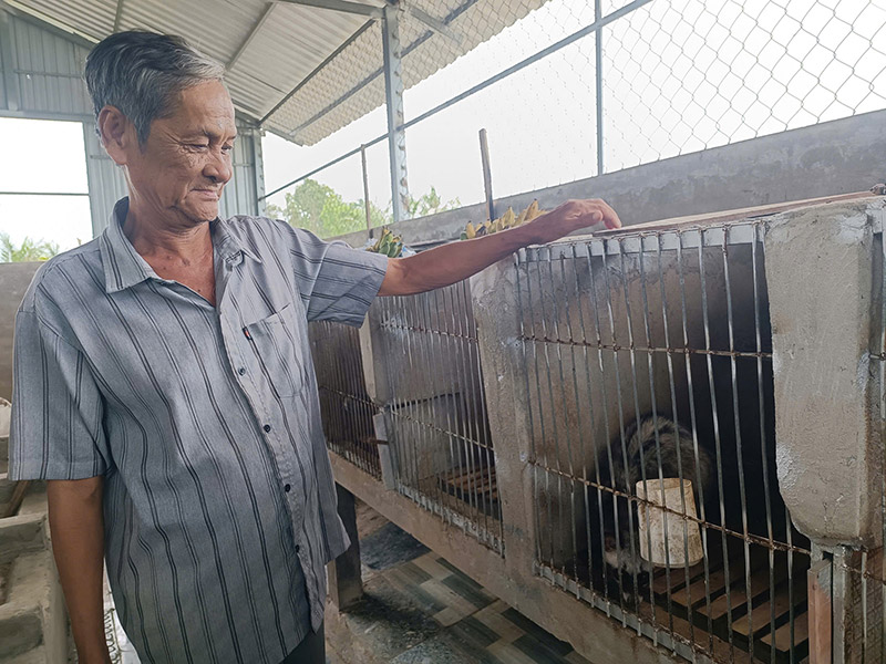 nuôi chồn hương
