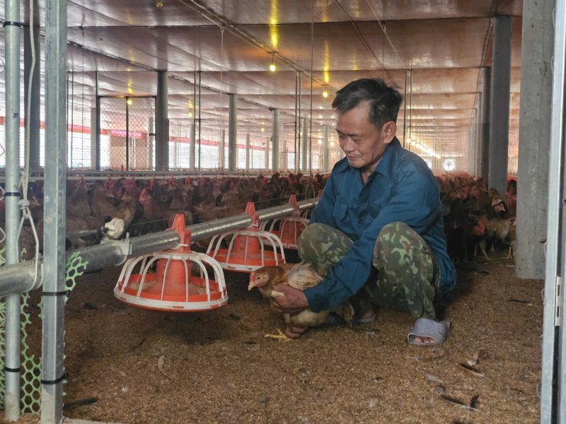 trang trại gà