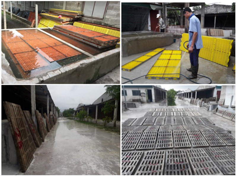 vệ sinh sau dịch tả lợn châu Phi