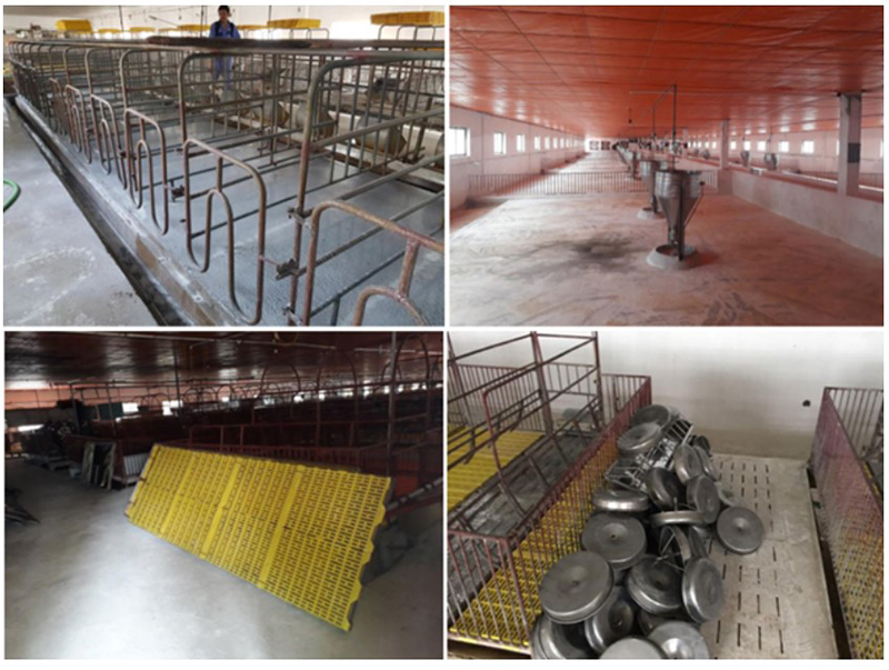 vệ sinh sau dịch tả lợn châu Phi