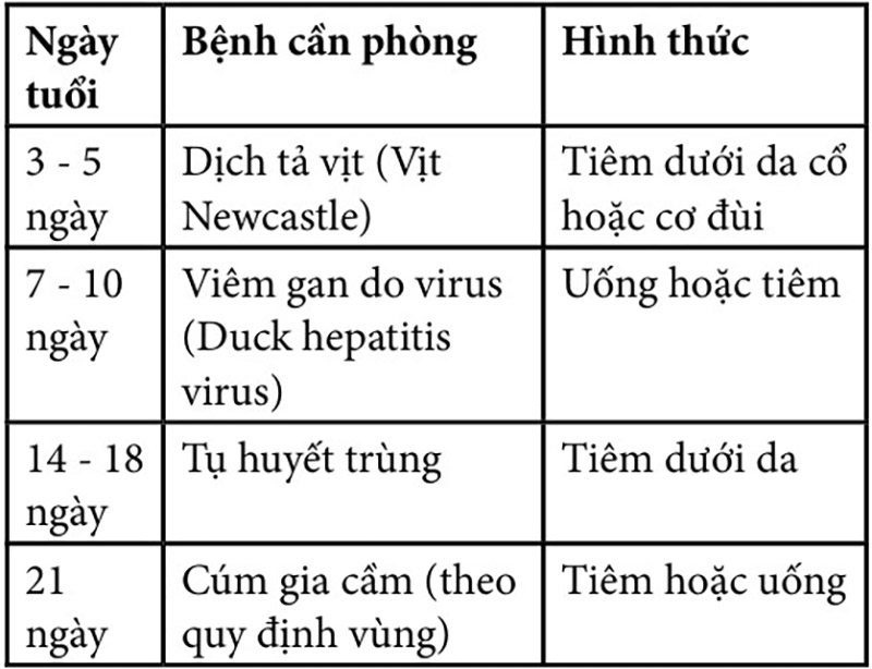 tiêm phòng cho vịt con