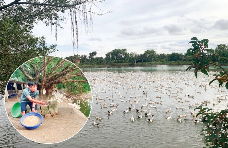 vua vịt