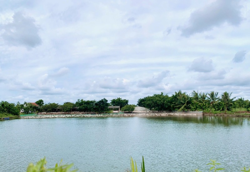vua vịt