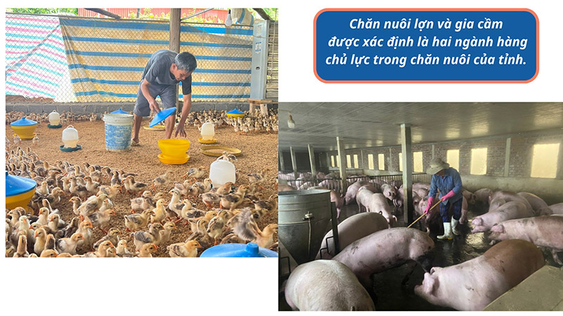 chăn nuôi Lào Cai