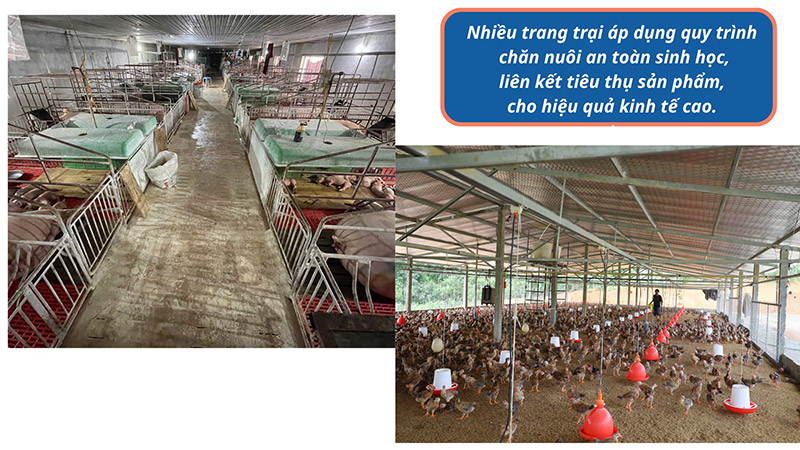chăn nuôi Lào Cai