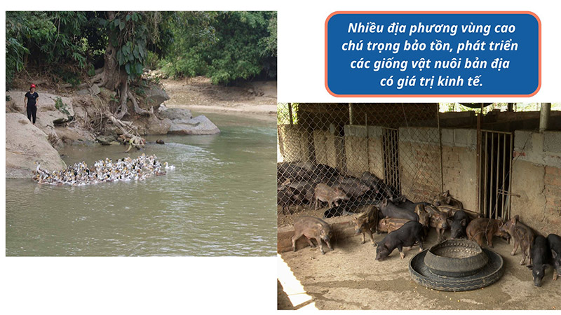 chăn nuôi Lào Cai