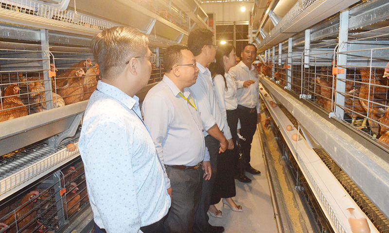 nuôi gà liên kết