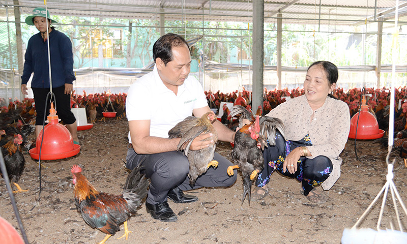 nuôi gà liên kết