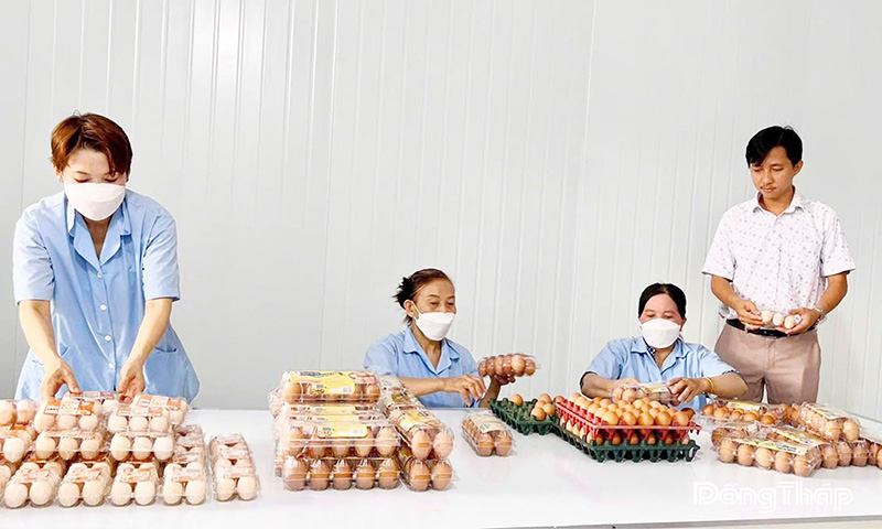 nuôi gà liên kết