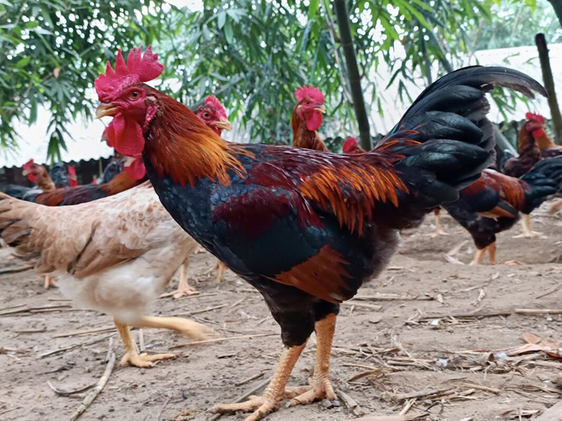 Gà Mía số 1 - Dabaco