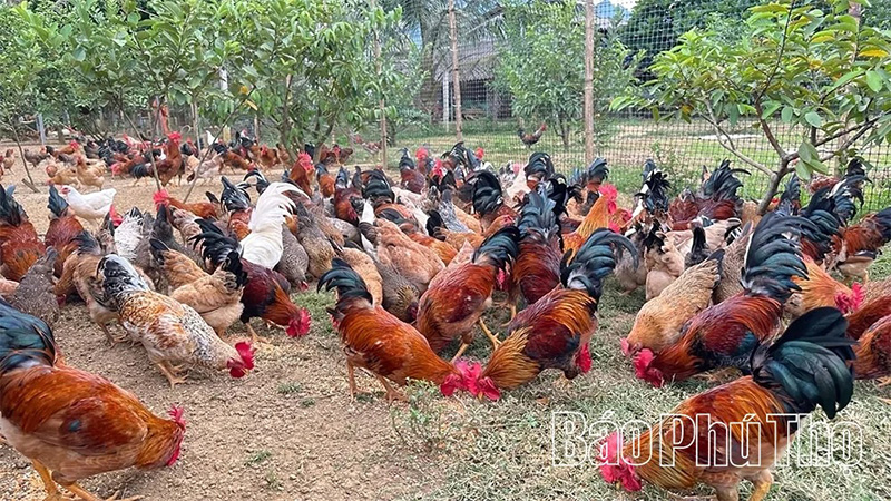 Gà Lạc Sơn
