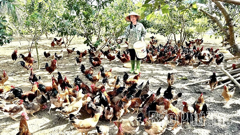 Gà Lạc Sơn