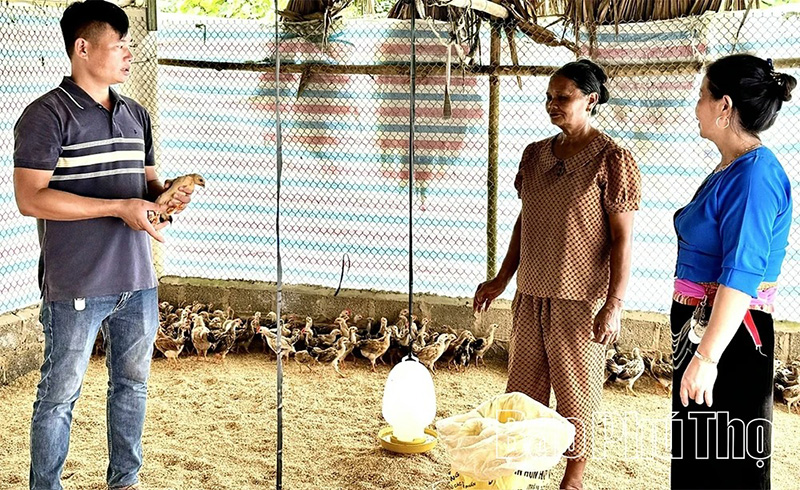Gà Lạc Sơn