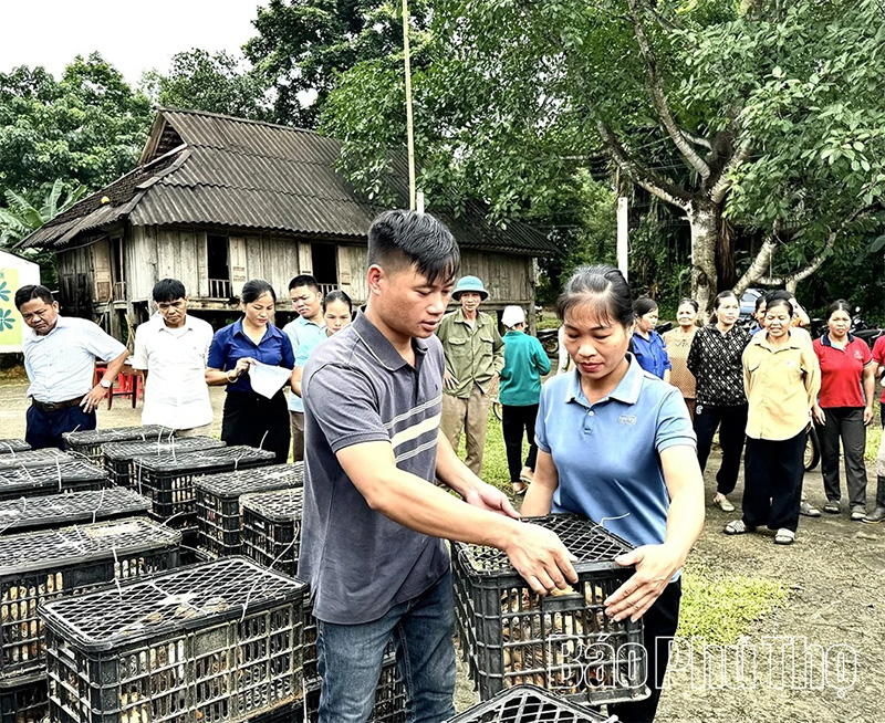 Gà Lạc Sơn