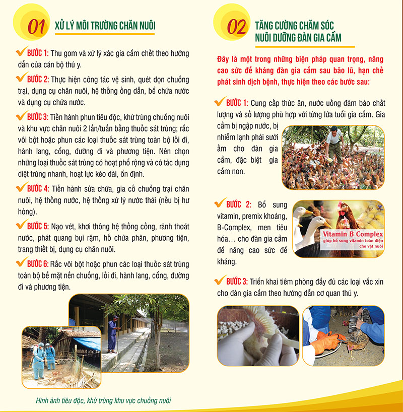 khôi phục đàn gia cầm sau bão lũ