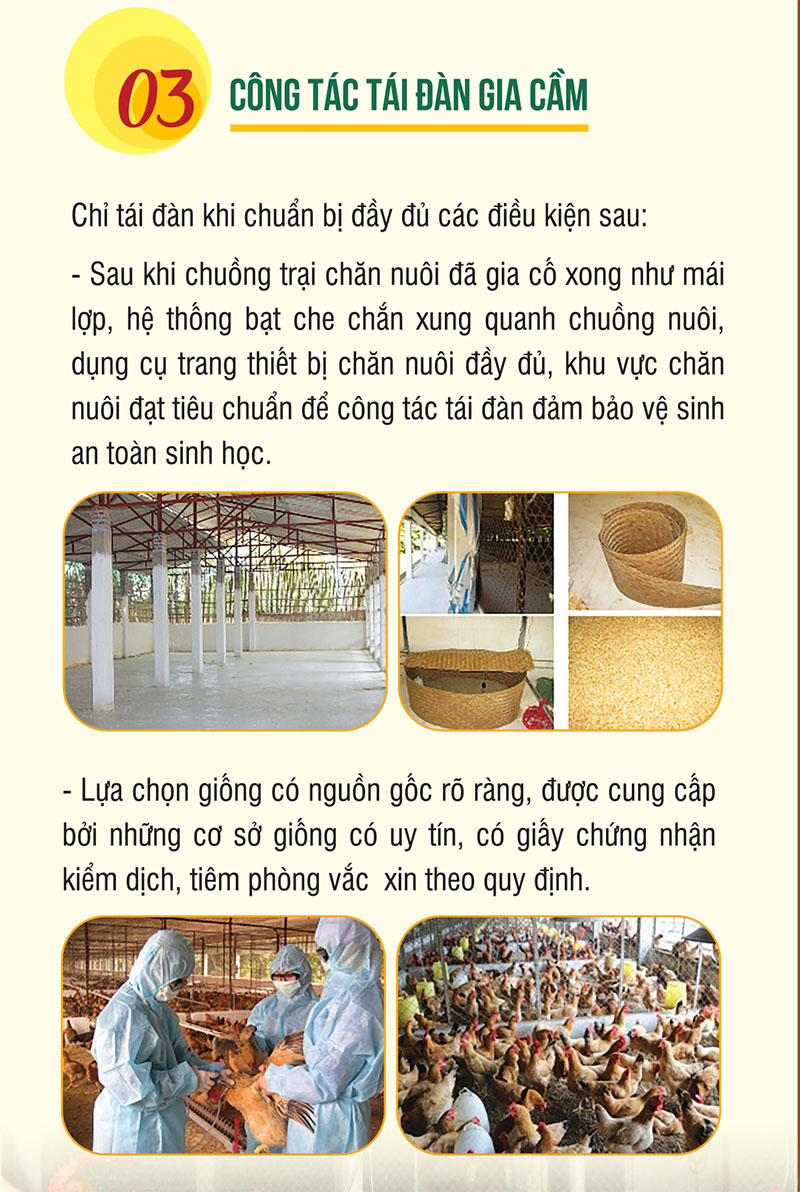 khôi phục đàn gia cầm sau bão lũ