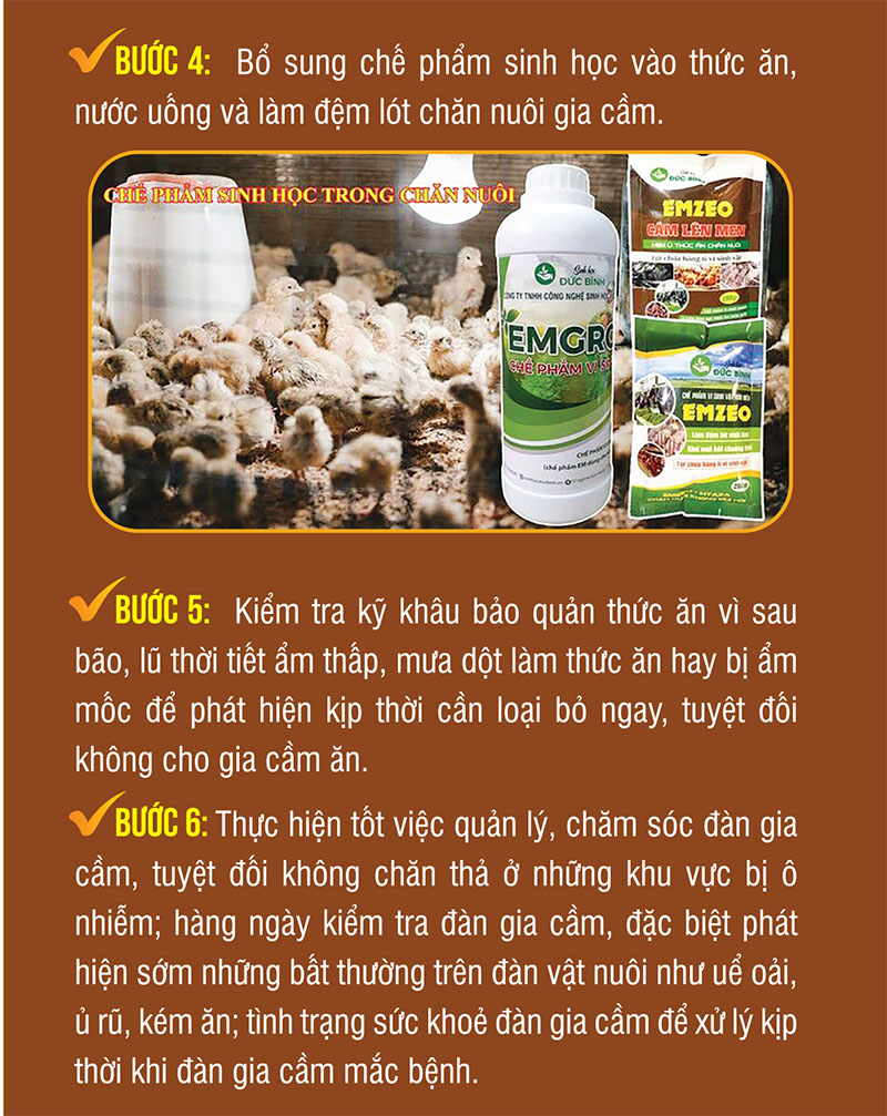 khôi phục đàn gia cầm sau bão lũ