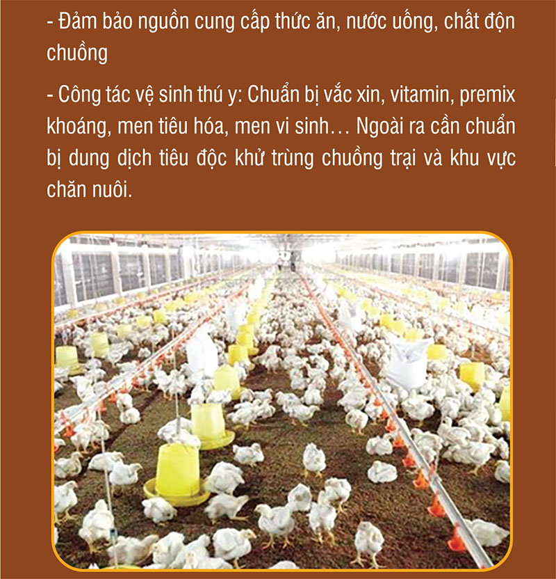 khôi phục đàn gia cầm sau bão lũ
