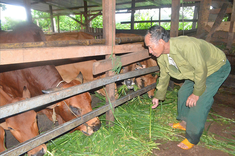 chăn nuôi cuối năm