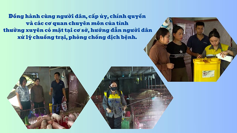 khôi phục đàn vật nuôi sau thiên tai