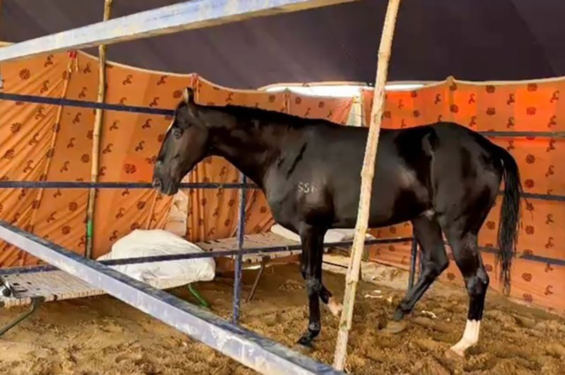 con ngựa 44,5 tỷ