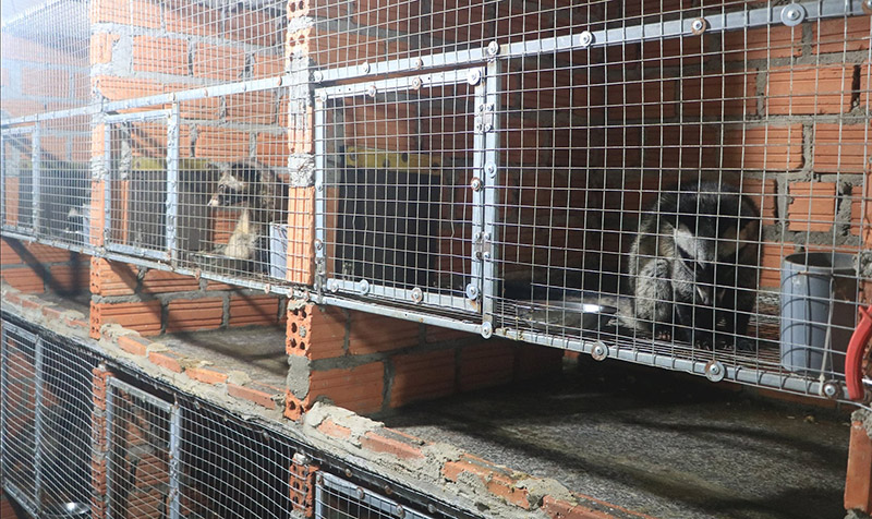 mô hình nuôi cầy hương