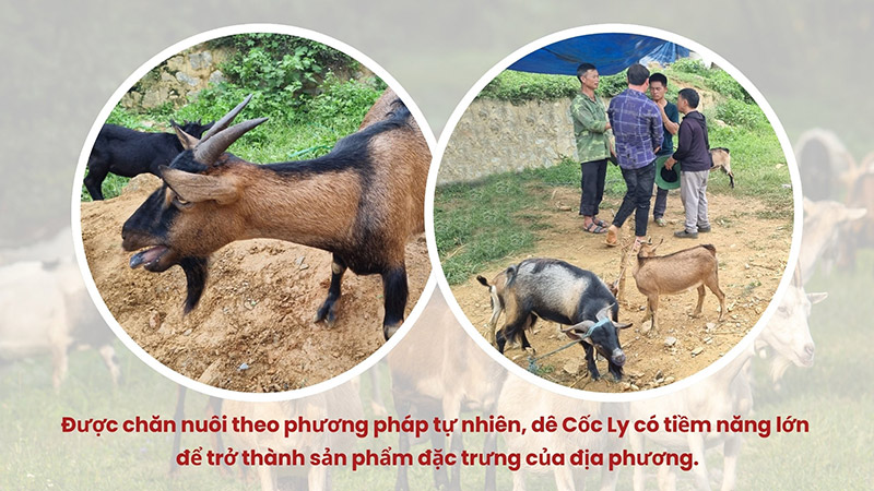 mô hình nuôi dê