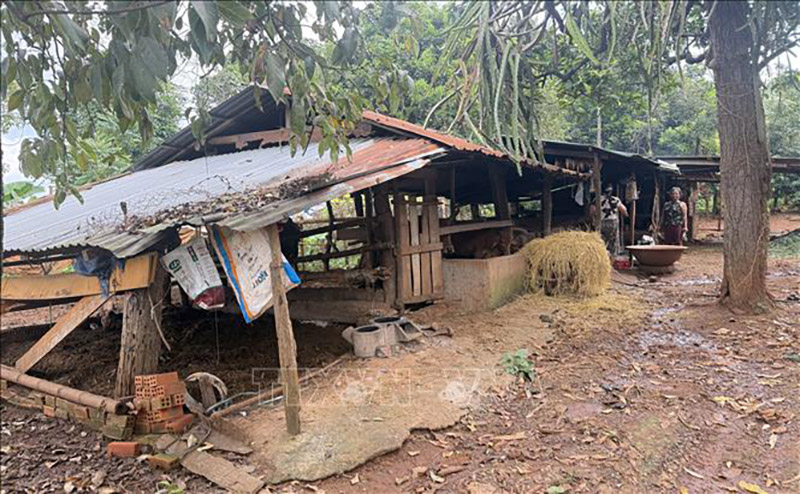 chăn nuôi ô nhiễm môi trường