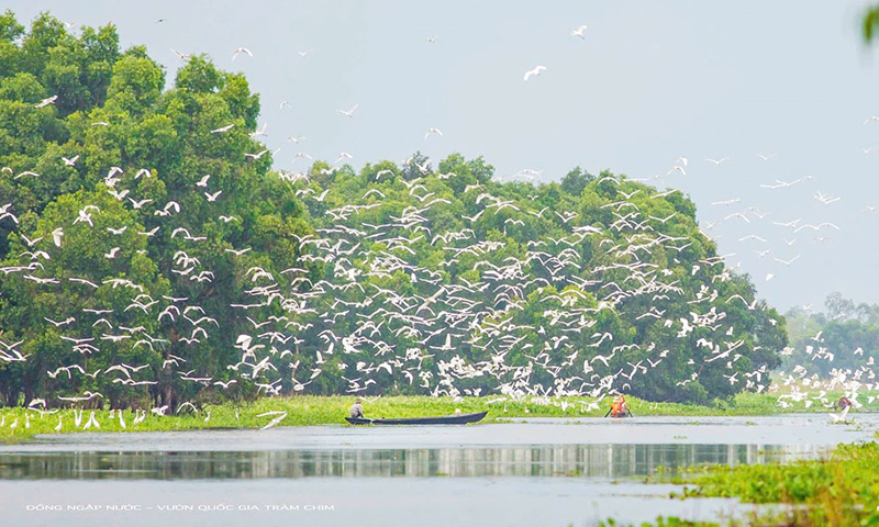 sếu đầu đỏ