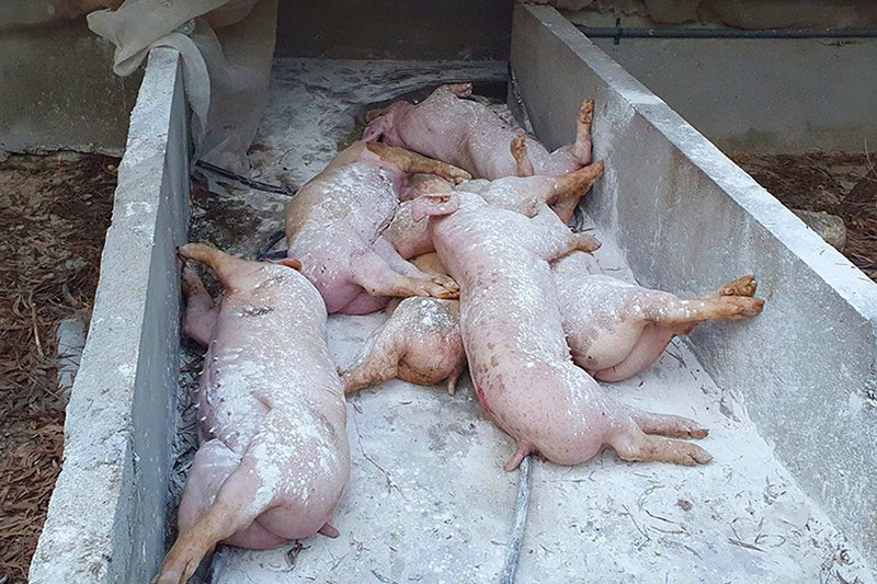 dịch tả lợn