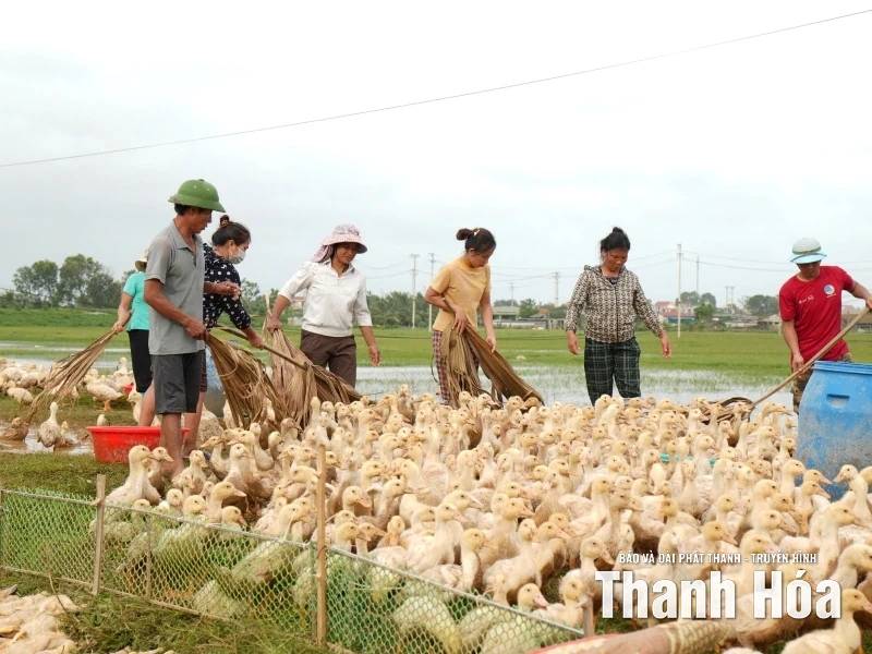 thiệt hại bão số 10
